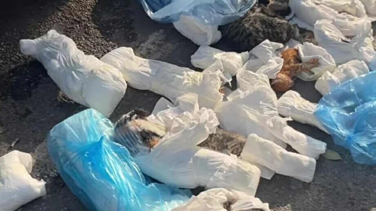 İzmir'de çöp konteynerinin önünde, poşetlerde 33 ölü kedi bulundu