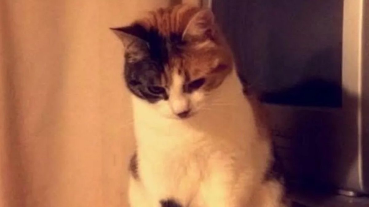 İngiltere'de 10 yıl sonra gelen mucize: Kayıp kedi evine döndü