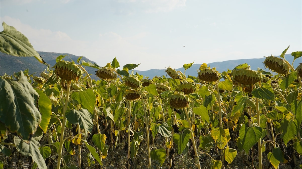 Isparta'da ayçiçeği hasadı için son kontroller yapılıyor