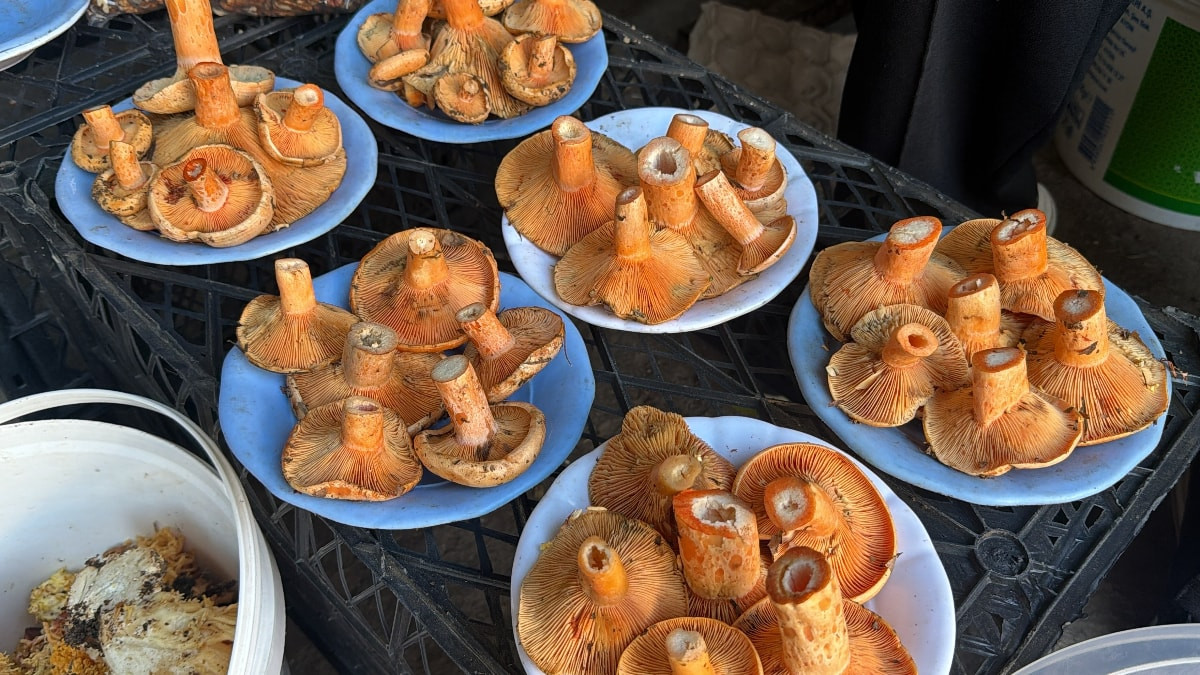 Bolu ormanlarından kilo kilo toplanan mantarın kilosu 600 liraya kadar çıkıyor